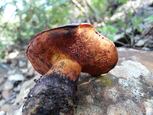 Classificazione di un boleto